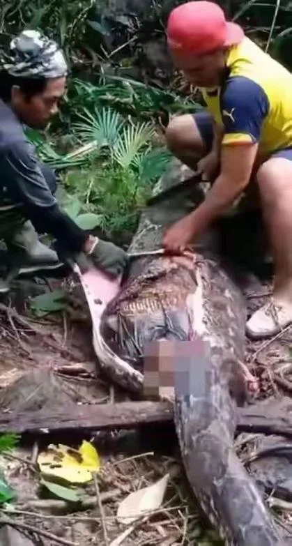 男人梦见大蟒蛇吃他_2
