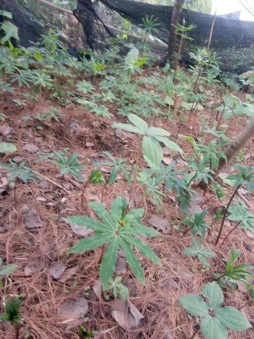 一亩重楼有多少株_2