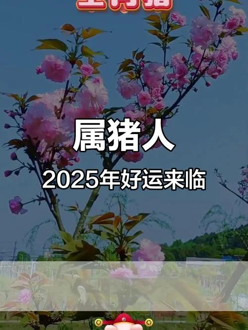 属猪的今天运势和财运-属猪今日运势财运