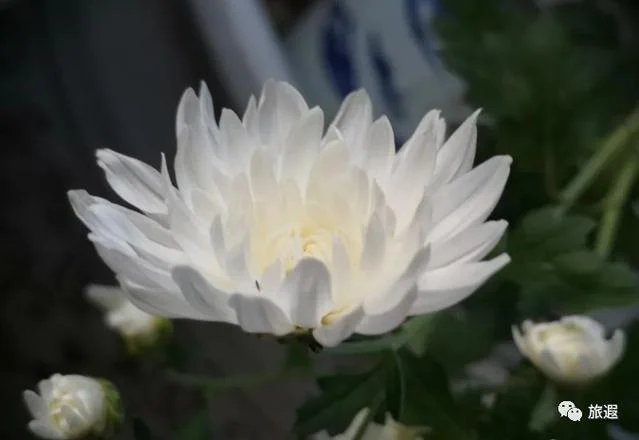梦见姑姑怎么回事_1