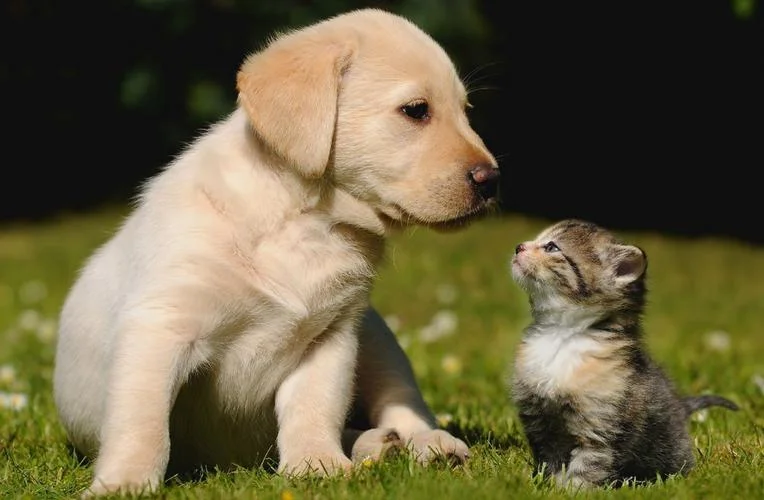 猫狗会做梦吗_2