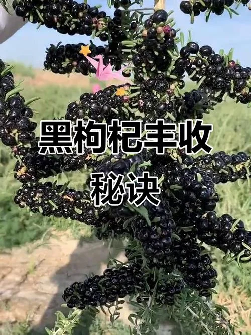 一亩黑枸杞产多少斤-一亩黑枸杞亩产量