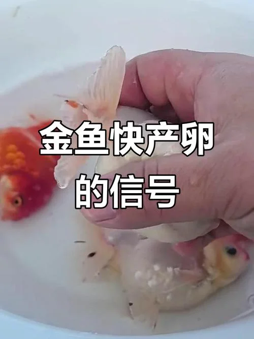 梦见金鱼生男生女_2