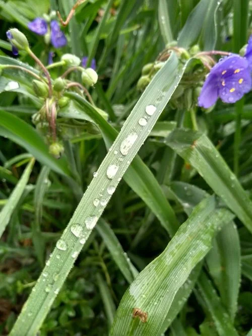 雨露均沾出处-雨露均沾出处
