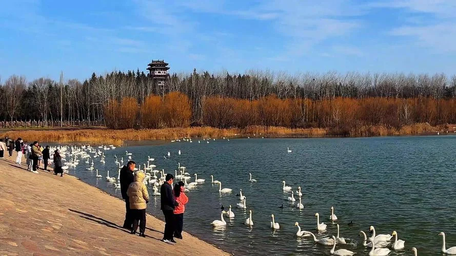 三门峡天鹅湖旅游攻略_2