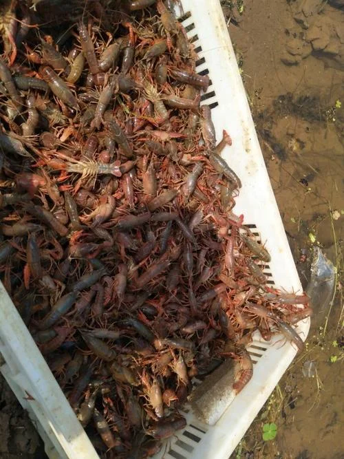 养殖龙虾一亩放苗多少_1