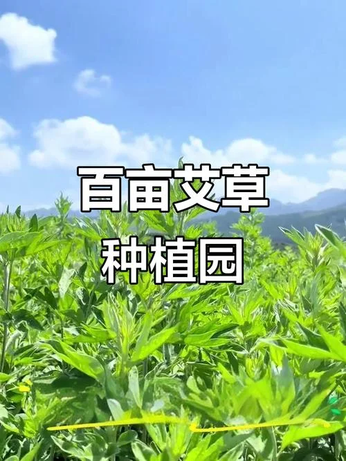 艾草种子一亩要多少斤-艾草种子一亩需斤