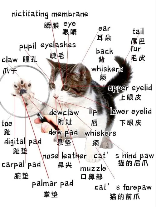小猫咪英文叫什么_1
