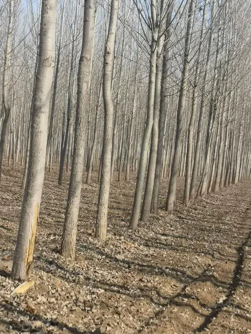 一亩地能栽多少棵杨树_2
