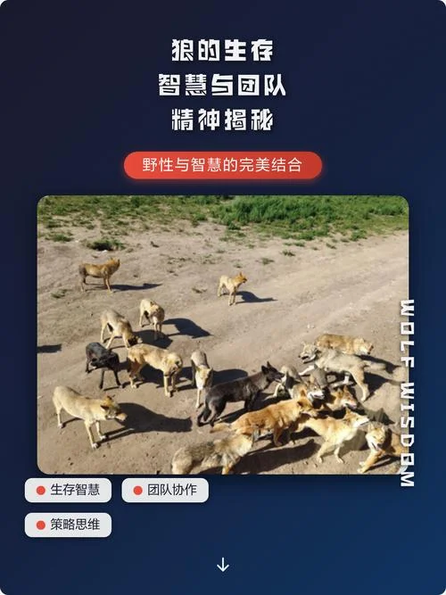 狼的团队精神感悟_2