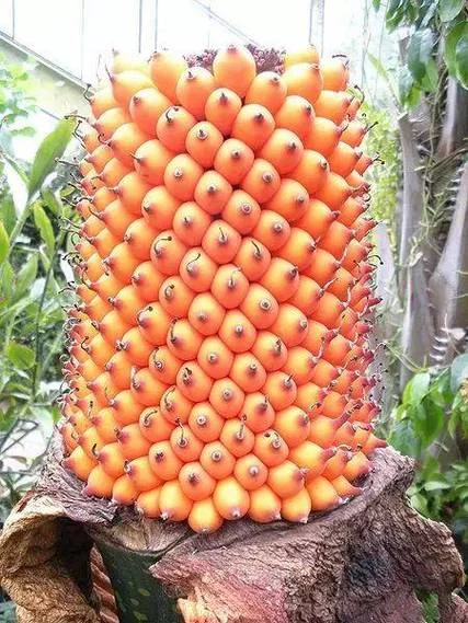 史上最奇特的五种水果_1