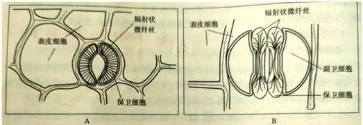气孔开闭原理动画_2