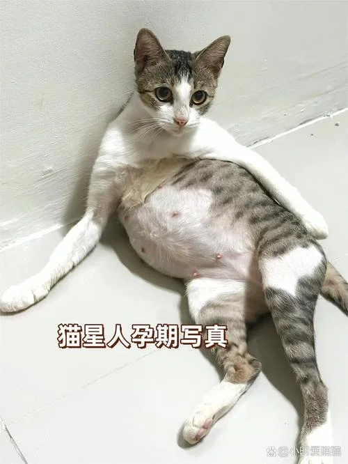 怀孕的人做梦梦到猫_2