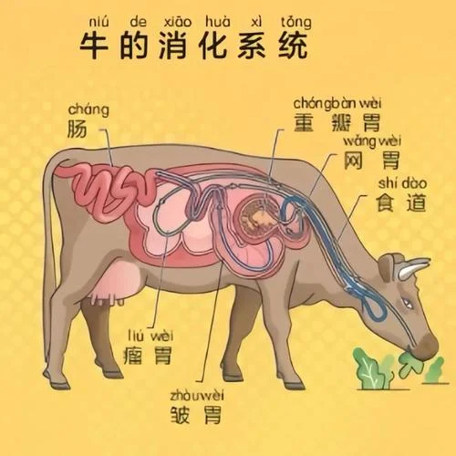 牛的四个胃分别叫什么_2