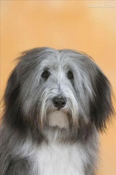 长须牧羊犬叫什么_2