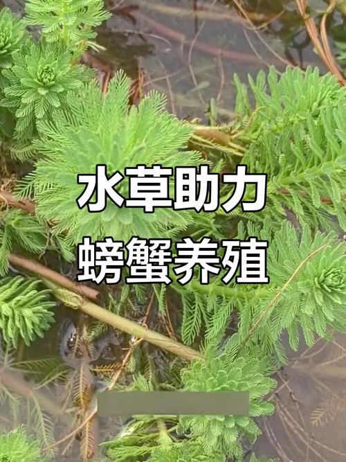 扎螃蟹的草叫什么_1