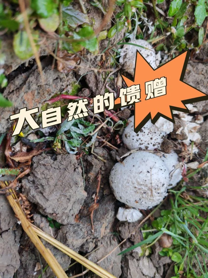 梦见好多蘑菇到处都是_2