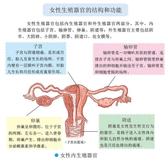 女人繁殖器官叫什么_1