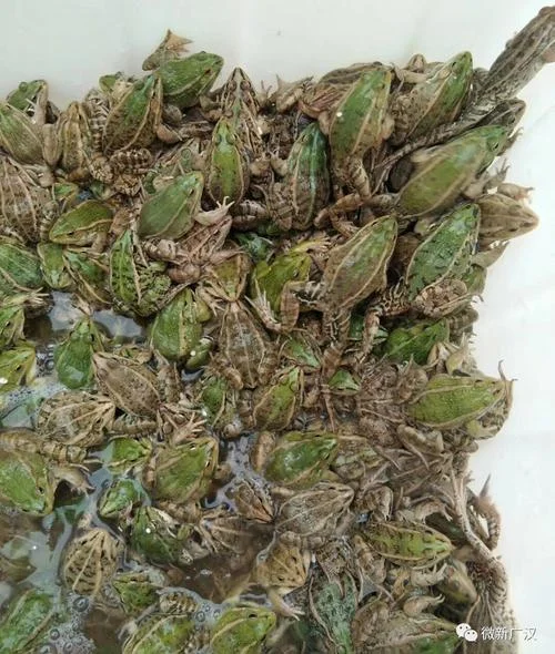 养10亩青蛙要多少本钱_2