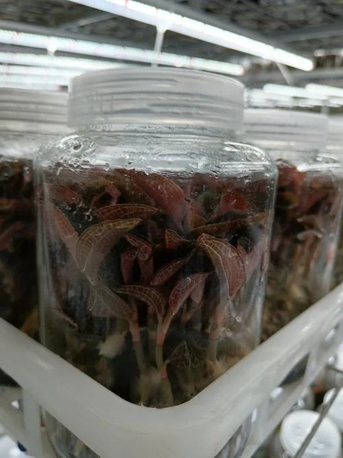 金线莲一亩种植多少苗_1