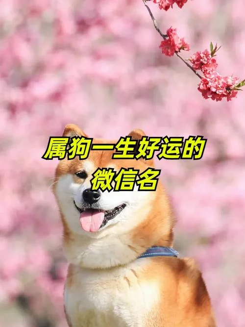 属狗的哪年交好运-属狗年交好运