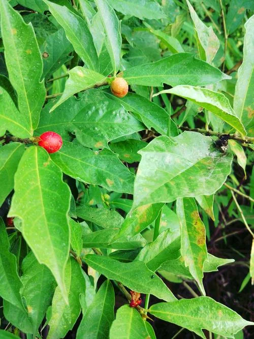 农吉利又叫什么名字_2
