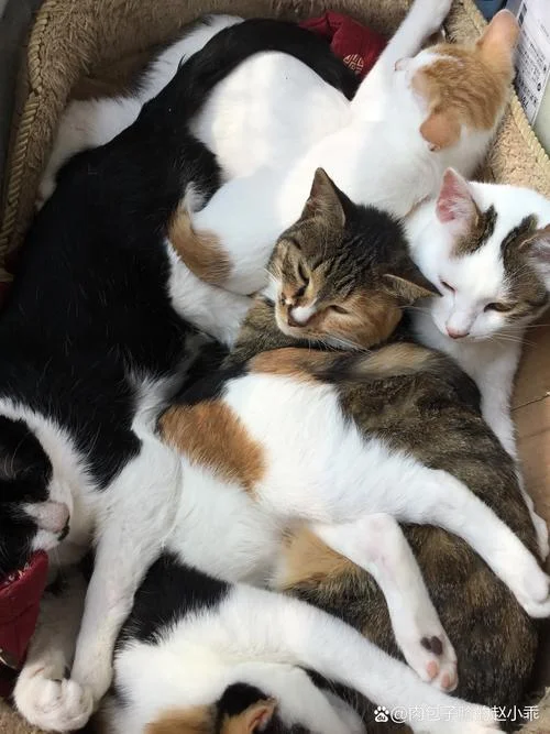 梦见好多只猫_2