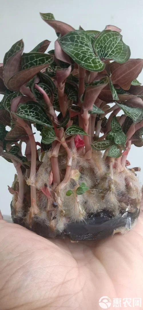 金线莲种苗多少钱一亩_2
