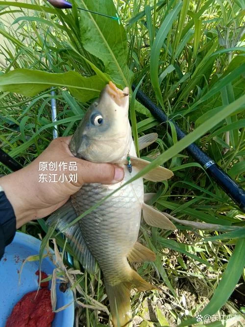 梦到钓了一条鱼是什么意思-梦见钓鱼的寓意