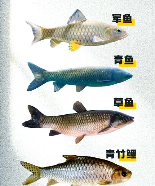 草鱼学名叫什么名字_2