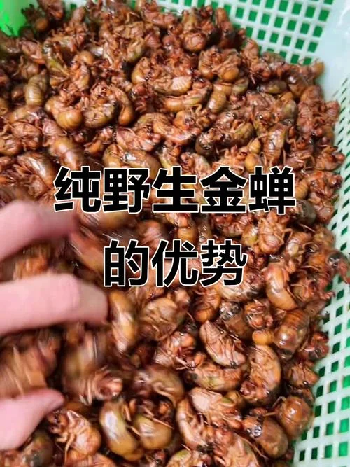 一亩金蝉养殖多少斤_2