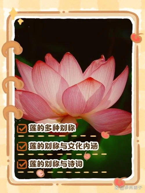 莲的别称及历史_1