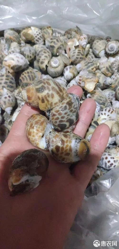 小花螺现在叫什么平台_1