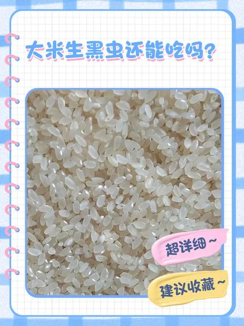 梦见大米里有好多米虫_1