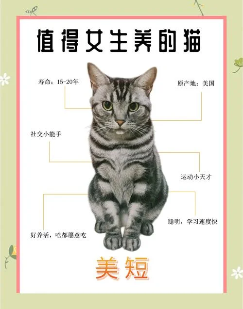 美短起名-美短起名简短