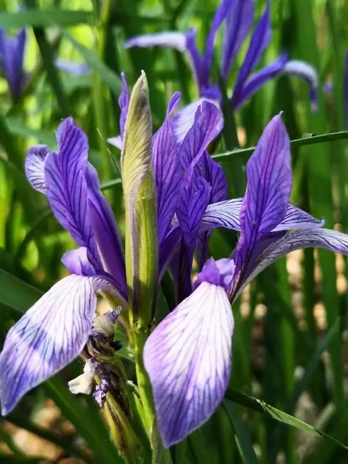 但教有花春满眼 出处_1