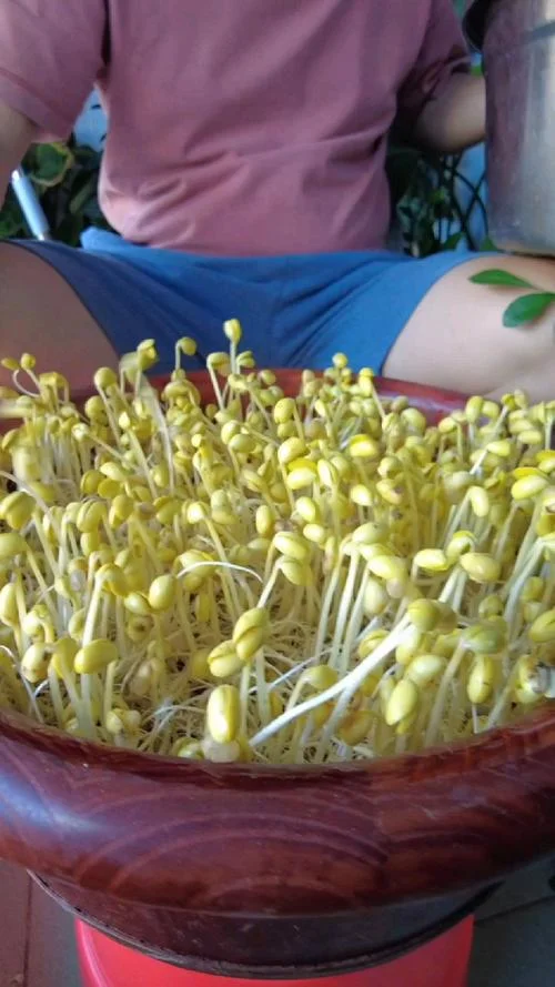 什么样的黄豆芽是发物_1
