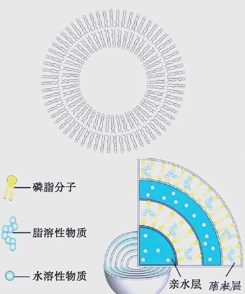 什么是纳米脂质体_2