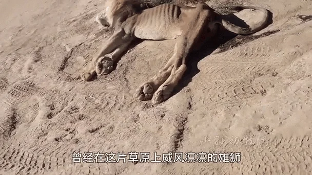 史上最悲惨的雄狮-悲惨雄狮历史