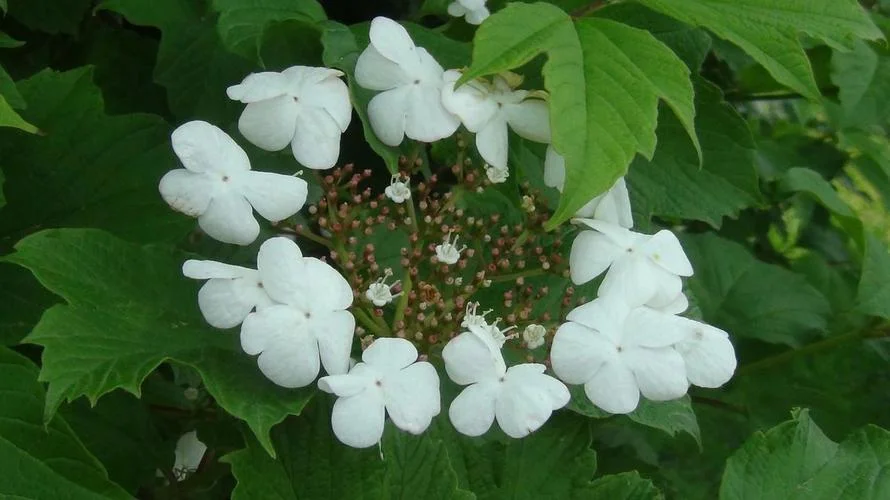 琼花名称叫什么_1