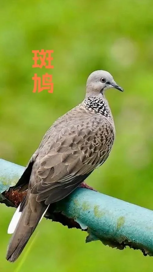 咕咕鸟在叫什么意思_2