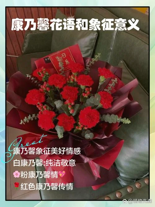 梦见康乃馨花开是什么预兆-梦见康乃馨花开预兆