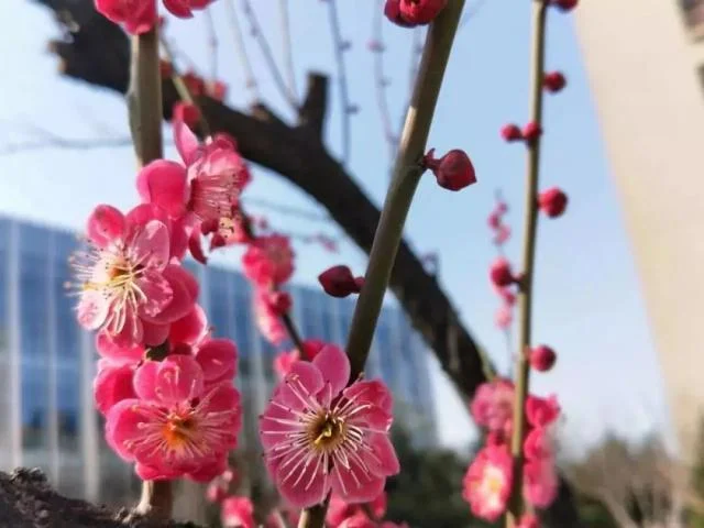 绽盛的出处_2