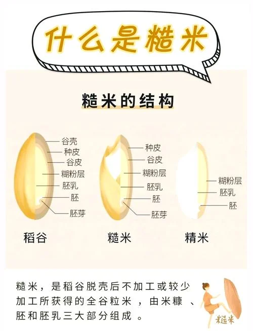 大米的历史简介_2