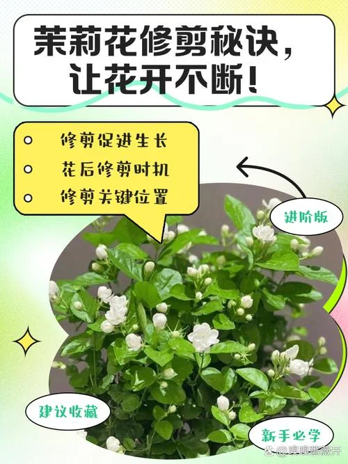 茉莉花怎么修剪在几月_1