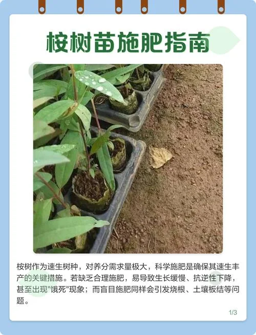 桉树施肥最佳几月份_2