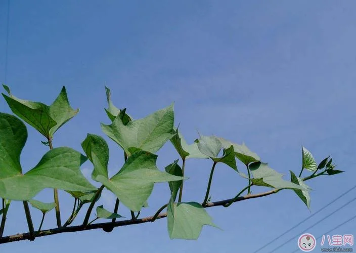 梦见缠绕的藤_1