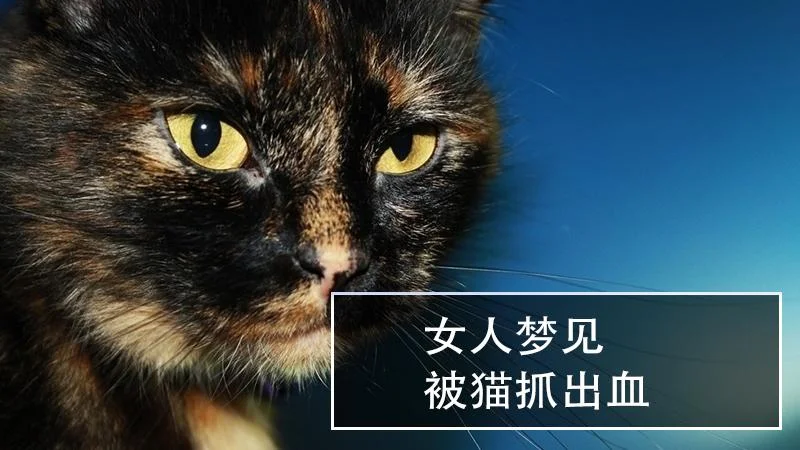 怀孕梦到被猫抓-怀孕梦被猫抓