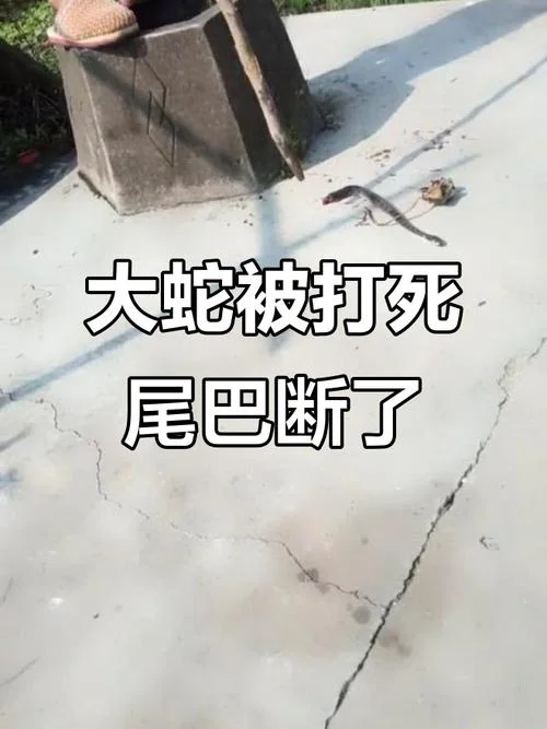 梦见蛇被砍死_2