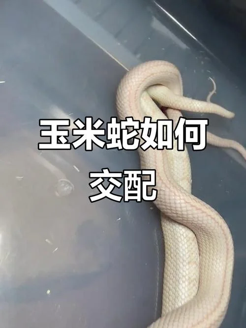 梦见两蛇交配是什么预兆解梦-梦见两蛇交配预示凶兆